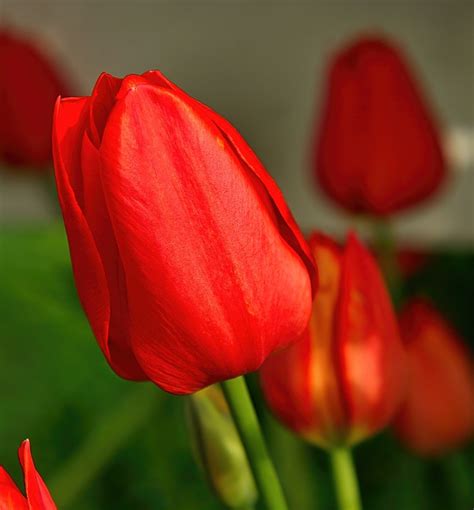 Tulips Red Flowers Free Photo On Pixabay Pixabay