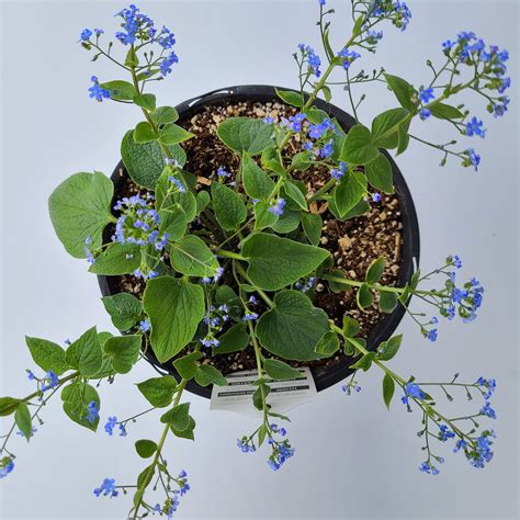 Brunnera Macrophylla, Siberian Bugloss, ‘Jack Frost’