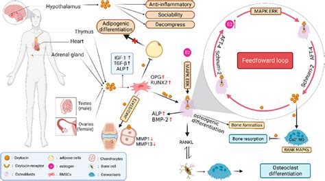 Frontiers The Mechanism Of Oxytocin And Its Receptors In Regulating