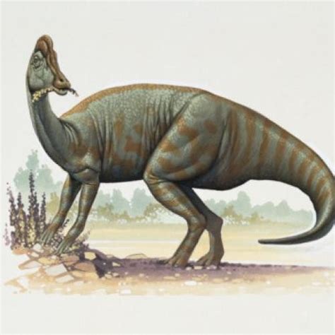 Jaxartosaurus Pictures & Facts - The Dinosaur Database