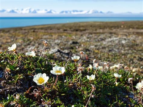 What Flowers Grow In The Arctic Tundra Best Flower Site