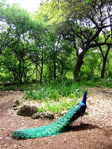 Mayfield Park Peacocks And Hiking Trails In Central Austin Texas