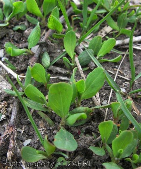 Province Of Manitoba Agriculture Prostrate Knotweed