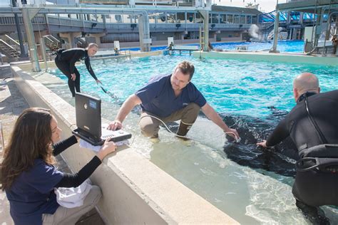 Future sea parks will remember killer whale tilikum with art 26