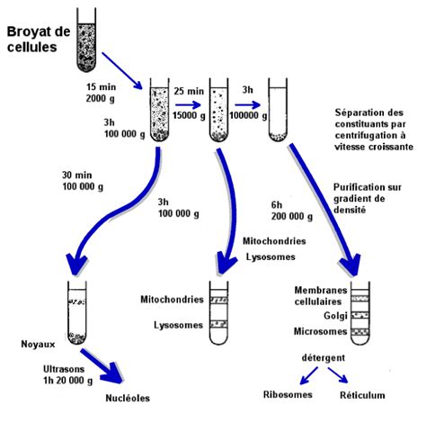 Fractionnement Cellulaire Cell Fractionations Fractionation Cell