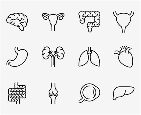 Human Organs Icons Set Stock Vector Image By Colorlife