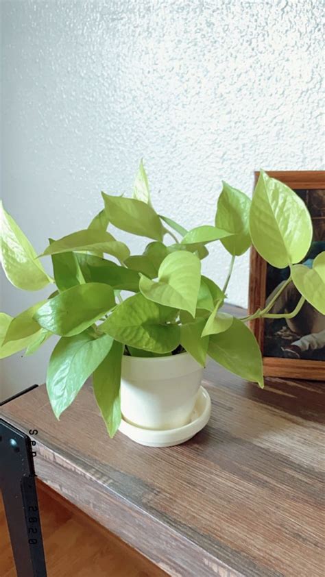 How To Care For A Pothos Plant The Perfect Houseplant For Beginners Artofit