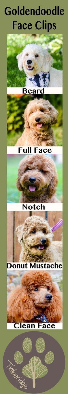 46 Whoodle dog ideas | goldendoodle grooming, dog haircuts, dog grooming