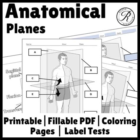 Anatomy And Physiology Directions Body Planes And Cavities Label