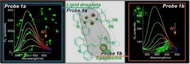 Fluorescent Probes Based On Acridine Derivatives And Their Application