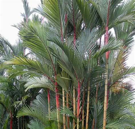 Conoce Los Diferentes Tipos De Palmera Y Escoge La Adecuada