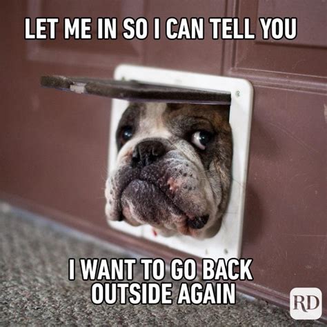 57 Dog Memes Youll Laugh At Every Time