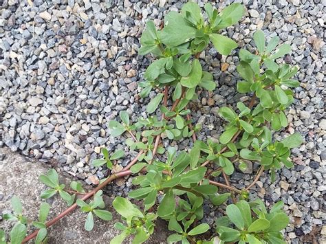 Hardy Plant Society Of Oregonpurslane In A Typical Location Hardy