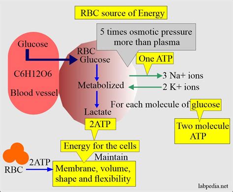 Red Blood Cell (RBC) – Part 4 – Erythropoiesis, Red blood cell Count ...