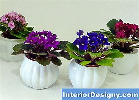 Garten Miniatur African Violet Pflanzen 2024 Interior Designy