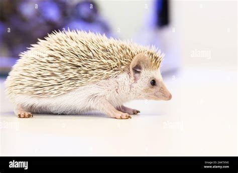 cute baby hedgehog pet on a white table isolated to a white background ...