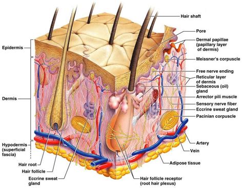 The Integumentary System! - The human body