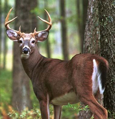 deer wildlife info facts    wildlife