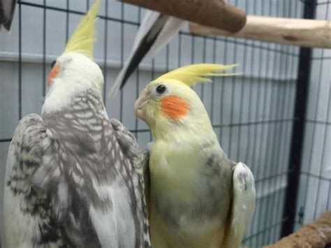 Lutino Pied Cockatiel Breeding Cockatiel