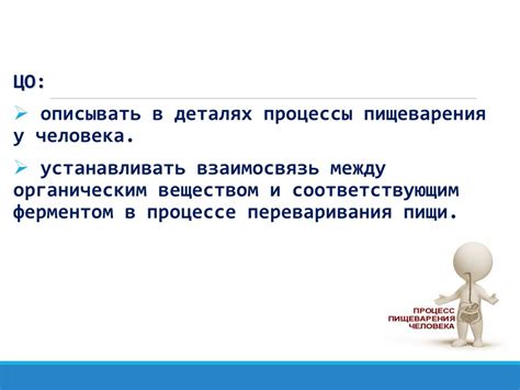 Процесс пищеварения и роль ферментов в нем - презентация онлайн