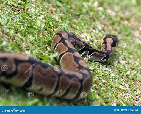 Crawling Snake Stock Image Image Of Life Beautiful 22108777