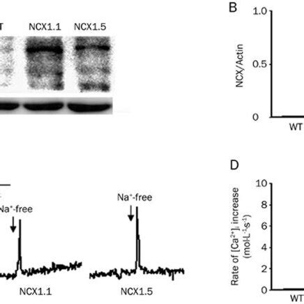 Pdf Functional Comparison Of The Reverse Mode Of Na Ca Exchangers