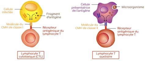 Lymphocytes Rôles Et Fonctions Biologiques Nutrixeal Info