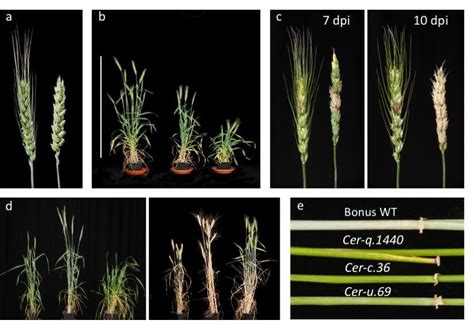 Adult Plant Phenotypes In Wheat And Barley Under Speed Breeding