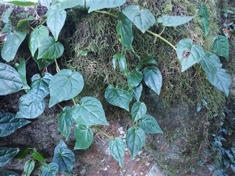 Australian Pepper Vine From Tregony QLD 4370 Australia On July 19