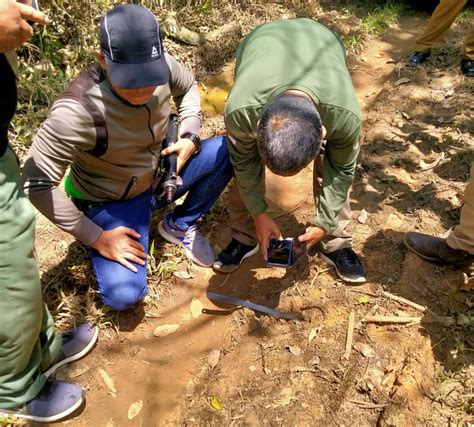 Warga Resah Jejak Kaki Harimau Muncul Di Nes 6 Desa Batin Semua Bisa