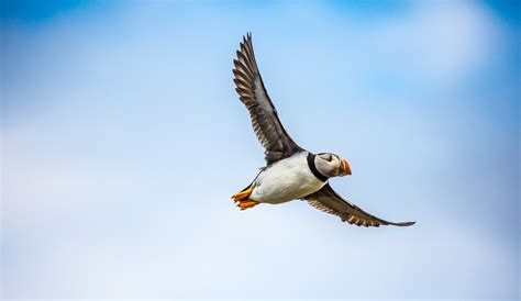 How To See The Puffin Bird In Iceland Kuku Campers