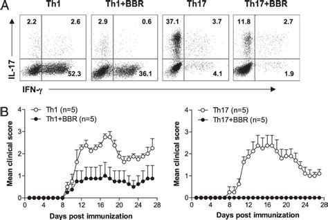 Figure From Regulation Of Th And Th Cell Differentiation And