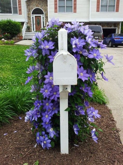 Purple Clematis On Trellis Behind Our Mailbox April Mailbox