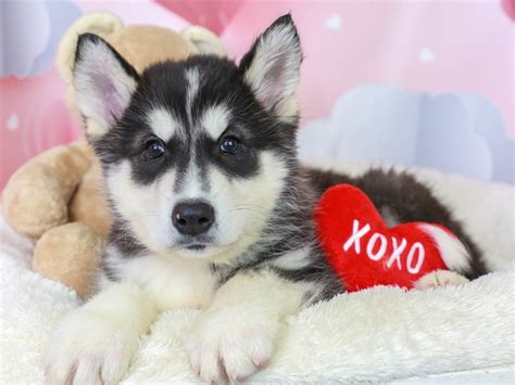 Alaskan Malamute Dog Male 2991284 Animal Kingdom Puppies N Love