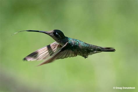 Hummingbird Colors Explained – Purposes & Brightest Examples