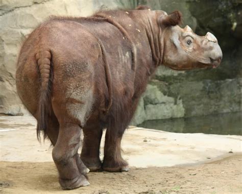 Sumatran Rhino: Why Is It Endangered?