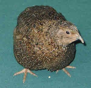 Coturnix Quail Colours of Breeds - Coturnix Quail Colours