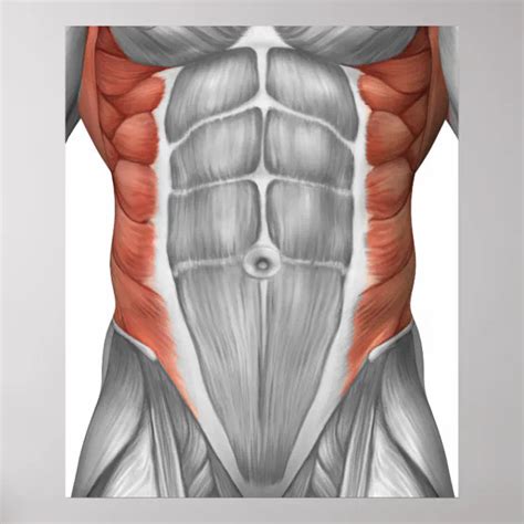 P Ster Anatom A Muscular Masculina De La Pared Abdominal Zazzle Es