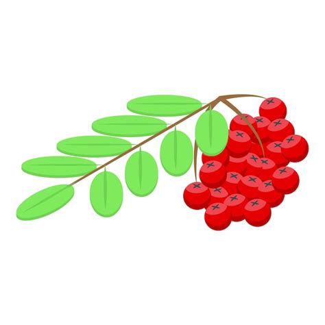 Premium Vector Mountain Ash Icon Isometric Of Mountain Ash Vector