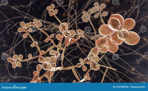 Fungus Sporothrix Schenckii, Causative Agent Of The Infection ...