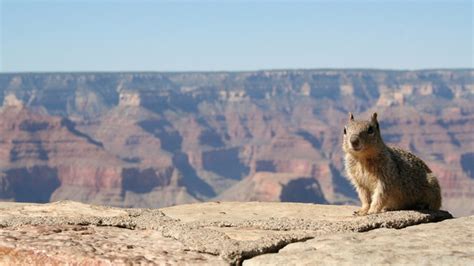 Squirrel Kicked Off Grand Canyons Edge