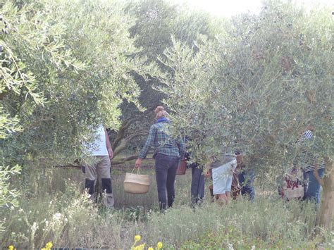 Balade à la découverte des plantes sauvages Domaine Lupia