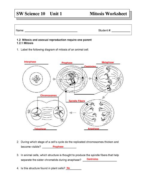 Phases Of Mitosis Worksheet Worksheets For Kindergarten