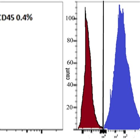 Mscs In Culture Mscs Were Identified Through Their Morphology As They Download Scientific