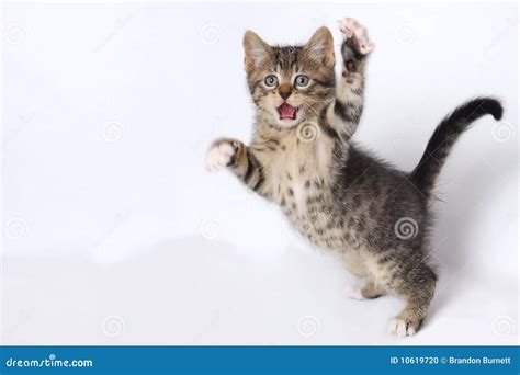 Cute Kittens Playing On White Background Stock Photo - Image: 10619720