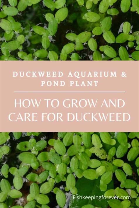 Duckweed Aquarium Plant How To Grow And Care Guide Fishkeeping Forever