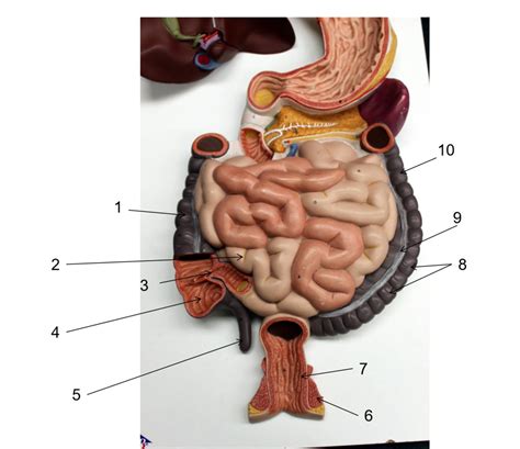 Gi Tract Model Diagram Quizlet