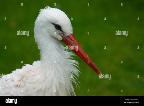 White Stork Ciconia Ciconia Stock Photo Alamy