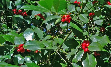 Holly Tree Types And General Care - Epic Gardening