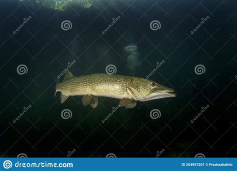 Northern Pike Esox Lucius Europe Stock Image Image Of Grass Hunt